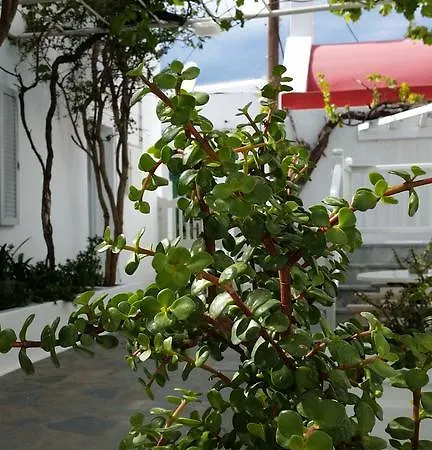 克里斯蒂娜一室公寓酒店 Mykonos Town